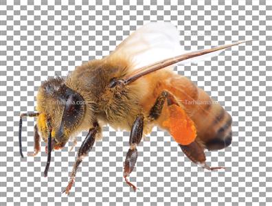 تصویر دور بری شده زنبور عسل